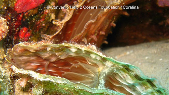 Bivalves (19)